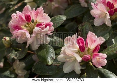 Big Azalea Or Rhododendron In Garden. Season Of Flowering Azaleas (rhododendron) At Botanical Garden
