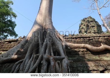 Beautiful Giant Tree Roots Growing Over Ancient Temple Ruins, Angkor Wat, Cambodia, Hindu Religon