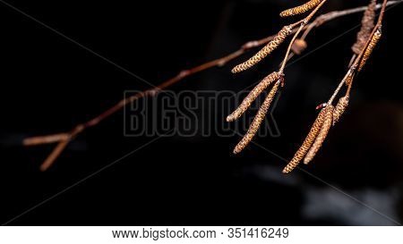 Three Earrings On A Birch Branch On A Dark Background