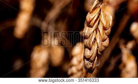 Last Year`s Winter Hops In Yellow-brown Tones On A Dark Background