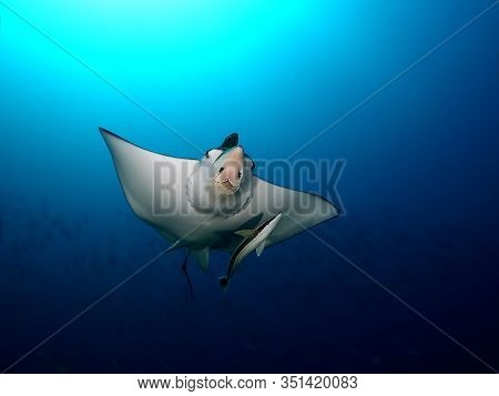 Manta Ray Swim Into Clear Blue Water