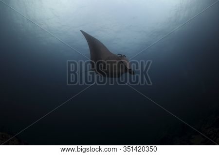 Manta Ray Swim Into Clear Blue Water