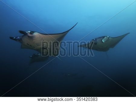 Manta Ray Swim Into Clear Blue Water