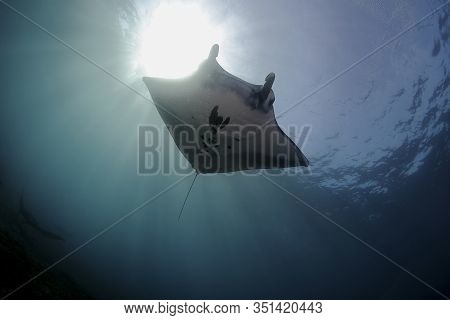 Manta Ray Swim Into Clear Blue Water