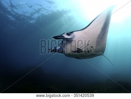 Manta Ray Swim Into Clear Blue Water
