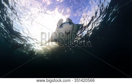 Manta Ray Swim Into Clear Blue Water