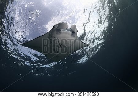 Manta Ray Swim Into Clear Blue Water