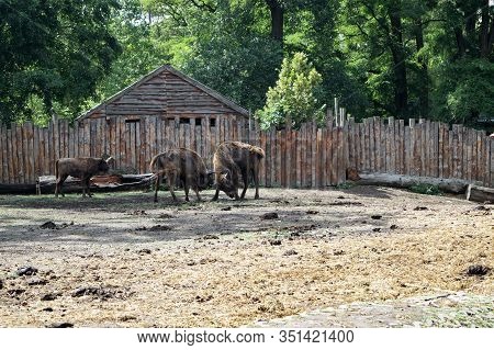 Two Bison Clashed In The Battle Horns The Inhabitants Of The Zoo