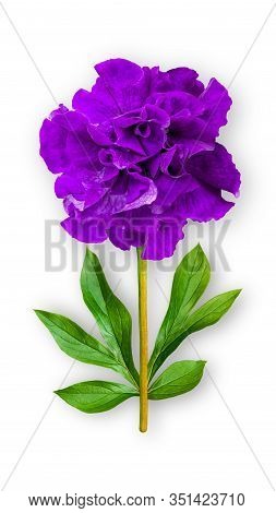 Offbeat Petunia Flower. Composition Of Purple Petunia With Peony Leaves. Art Object On A White Backg