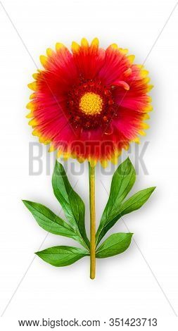 Offbeat Gaillardia Flower. Composition Of Red-orange Gaillardia With Peony Leaves. Art Object On A W