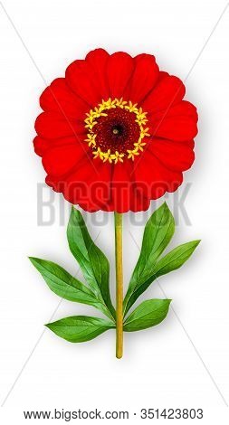Offbeat Zinnia Flower. Composition Of Red Zinnia With Peony Leaves. Art Object On A White Background