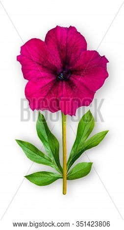 Offbeat Petunia Flower. Composition Of Burgundy Petunia With Peony Leaves. Art Object On A White Bac