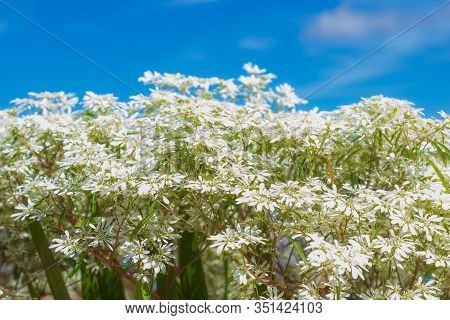 White Christmas Bush (euphorbia Leucocephala) On Blue Sky Background