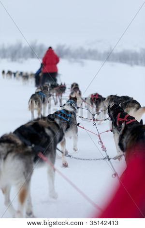 Hay Husky