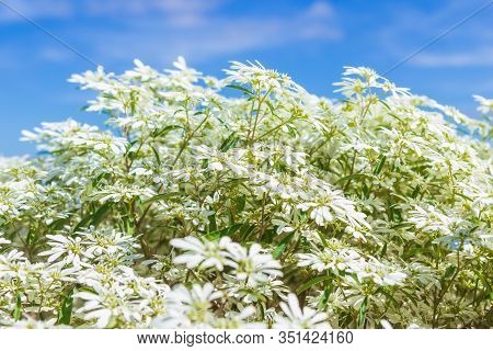 White Christmas Bush (euphorbia Leucocephala) On Blue Sky Background