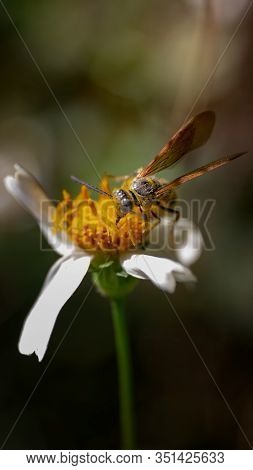 Wasp Sucking Nectar From The White Flower