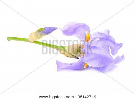 Krásná modrá vlajka květ (Iris)