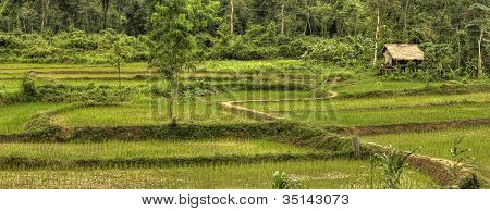 Reis Felder laos