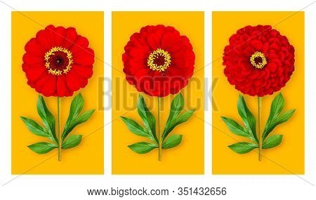 Three Offbeat Flowers On An Orange Background. Composition Of Red Zinnias With Peony Leaves. Art Obj