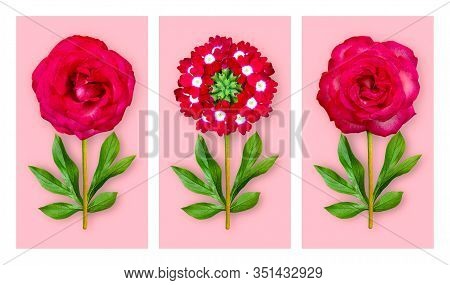 Three Offbeat Flowers On A Pastel Pink Background. Composition Of Light Red Roses And Verbena With P