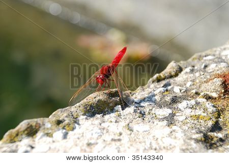 Dragonfly