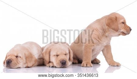 two cute labrador retriever dogs with yellow dogs lying down and sleeping tired next to another one sitting and looking aside happy on white studio background