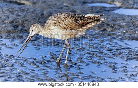 Marbled Godwit Probing In Shallow Water. Hayward Regional Shoreline, Alameda County, California, Usa