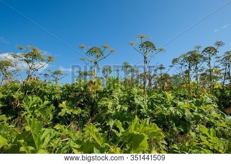 Giant Hogweed In Sunlight In Summer. Dangerous Phototoxic Plant