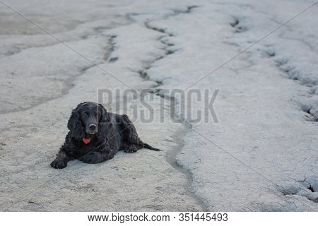 Beautiful Black Young Cocker Spaniel Standing In The Lunar Landscape Of The Muddy Volcanoes, Paclele