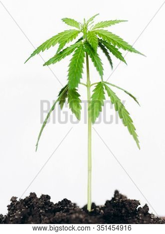 Hemp Bush Grows From The Soil To Isolate The Hemp On White Background. Indoor Cultivation. The Culti
