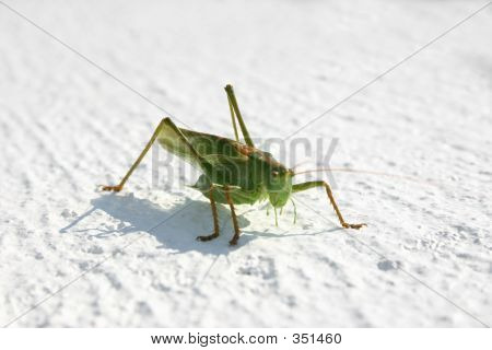 Grashopper