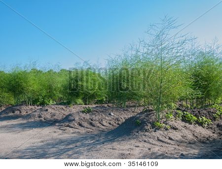 Asparagus Beds After The Harvest