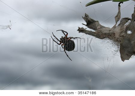 Siyah Orb Weaver örümcek
