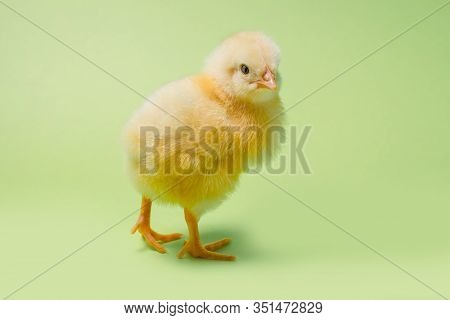 Image Of A Newborn Fluffy Fledgling Chicken.