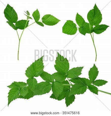 Raspberry Bush, Isolated Without A Shadow. Gardening, Horticulture. Healing Plant. Tea From Raspberr