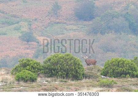 Deer In The Bellow