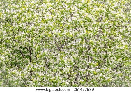 White Flowers Blooming Bird Cherry. Bird Cherry Tree In Blossom. Close-up Of A Flowering Prunus Padu