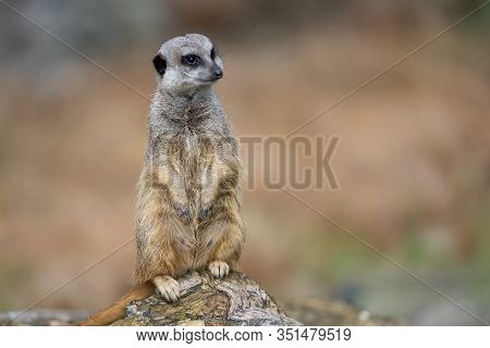 The Meerkat, Suricata Suricatta Or Suricate Is A Small Carnivoran In The Mongoose Family. It Is The 