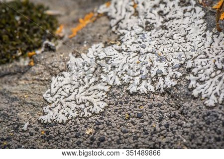 Physcia Caesia, Known As Blue-gray Rosette Lichen And Powder-back Lichen. Closeup Photo With Blurred