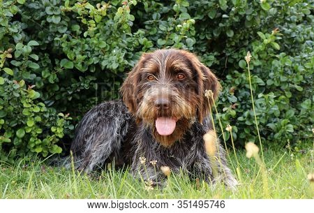 Relax In The Shadow. Rough-coated Bohemian Pointer Takes A Break Between Games. Active Lifestyle. He