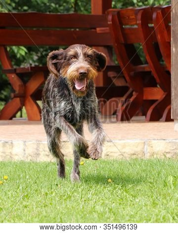 Crazed Rough-coated Bohemian Pointer Runs Around The Garden. Barbu Tcheque In Jump. Female Dog Flyin
