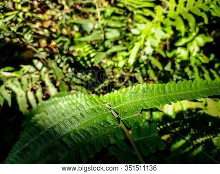 Dryopteris Filix-mas, The Male Fern, Is A Common Fern Of The Temperate Northern Hemisphere, Native T