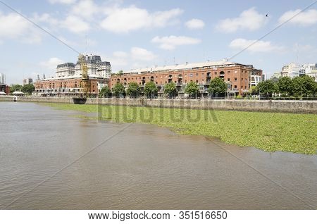 Unusual View Of Puerto Madero: Water Surface Covered By Common Water Hyacinth, Eichhornia Crassipes,