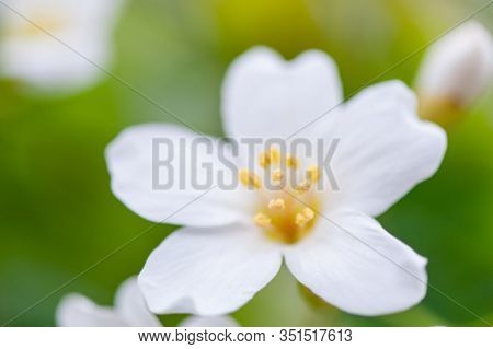Beautiful White Tung Flower Blooms In Spring（tung Tree Flower）