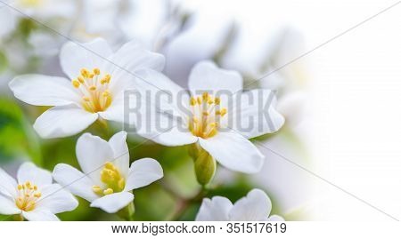 Beautiful White Tung Flower Blooms In Spring（tung Tree Flower）