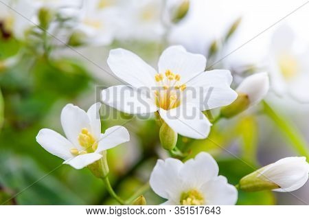 Beautiful White Tung Flower Blooms In Spring（tung Tree Flower）