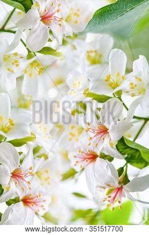 Beautiful Tung Flower Background Pattern,  White Tung Flower Blooms In Spring