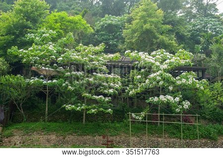 Beautiful White Tung Flower Blooms In Spring（tung Tree Flower）