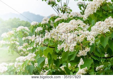 Beautiful White Tung Flower Blooms In Spring（tung Tree Flower）