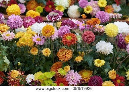 Decorative Composition Of Fresh Chrysanthemum Flowers, Autumn Bouquet. Ornamental Design With Colorf